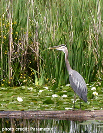 heron